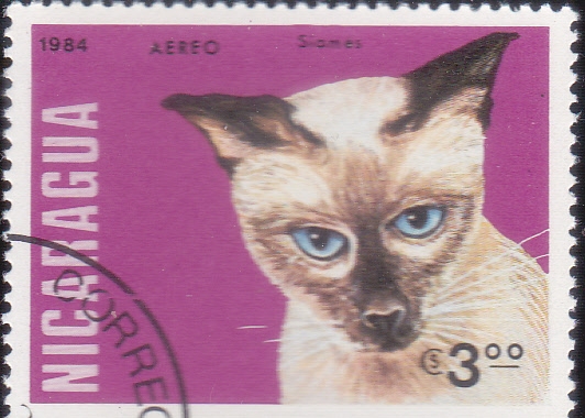 GATO SIAMES