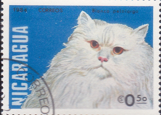 GATO BLANCO PELO LARGO