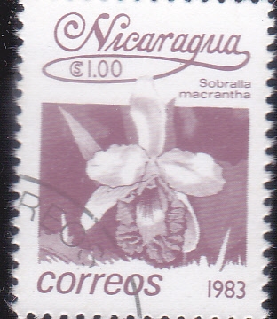 FLORES-