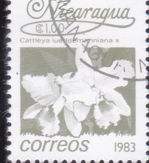 FLORES-
