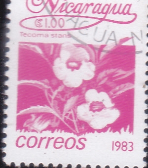 FLORES-