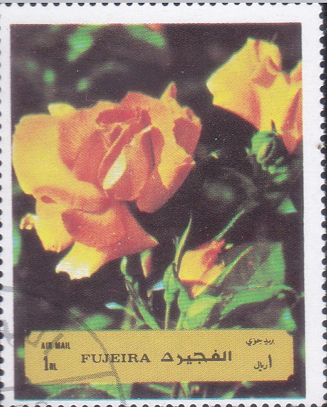 FLORES- rosa