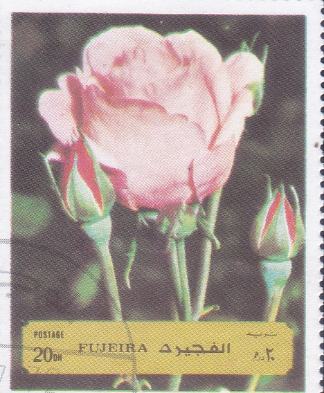 FLORES- ROSA