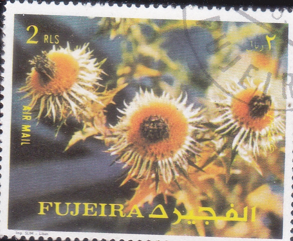 FLORES-CARDOS