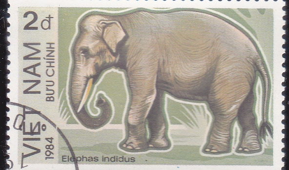ELEFANTE INDIO