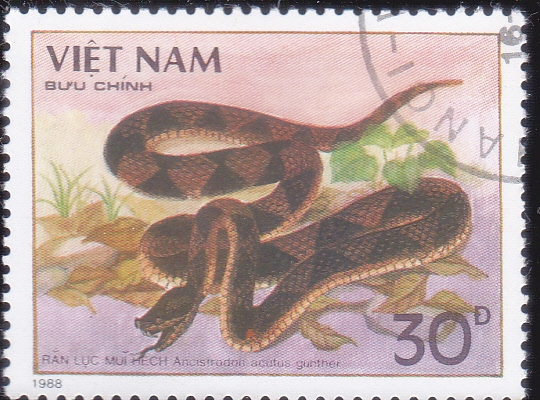 SERPIENTE