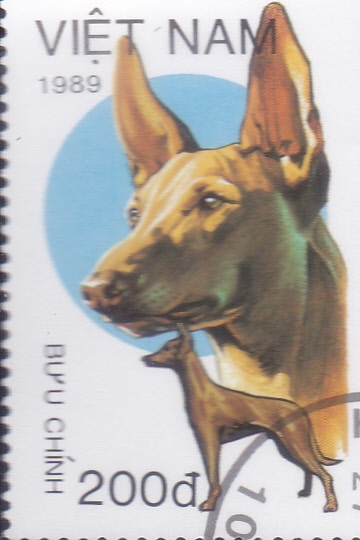 PERRO DE RAZA