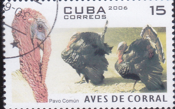 AVES DE CORRAL-PAVO COMUN