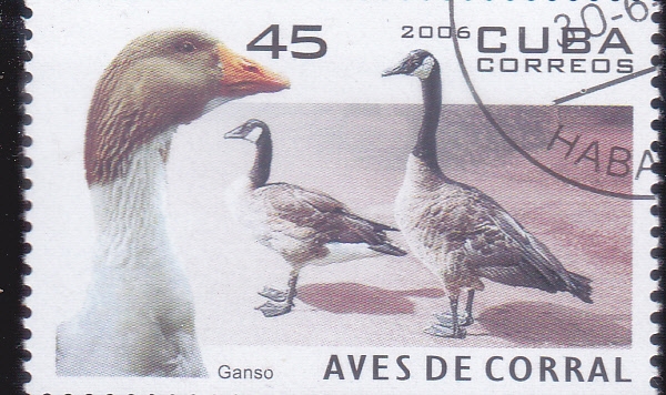AVES DE CORRAL- GANSO