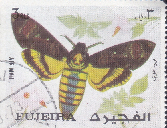 mariposa