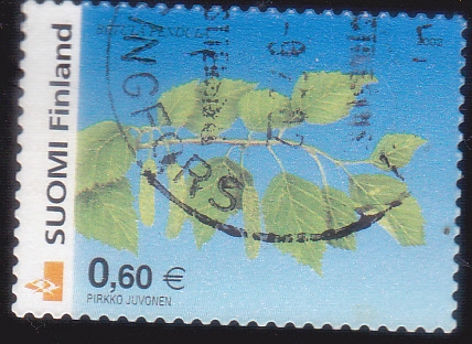 Abedul plateado (Betula pendula)