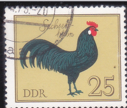 gallo