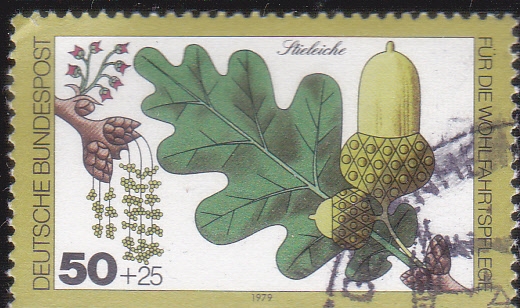 BELLOTA