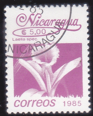 FLOR
