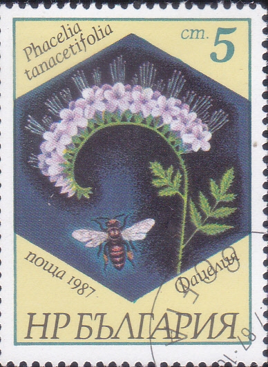 flor