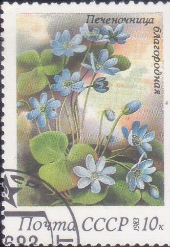 flores