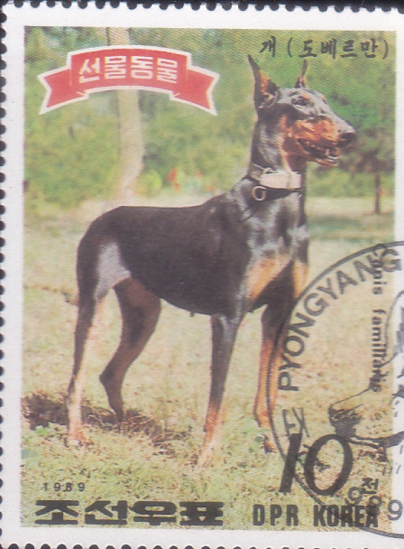perro de raza