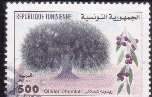 OLIVO