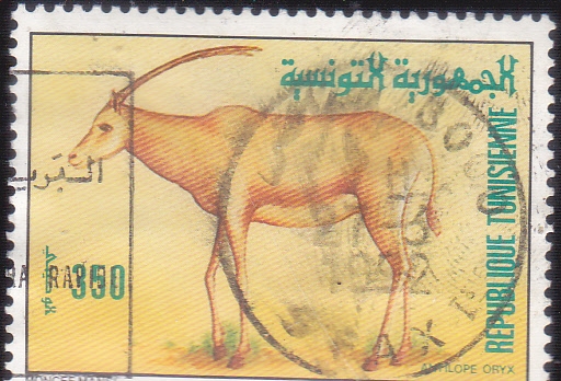 antilope