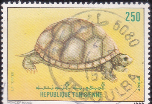 tortuga