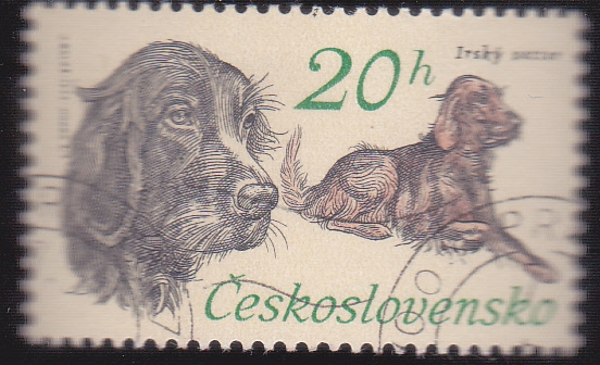 perro de raza