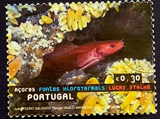 Gaidropsarus mauli