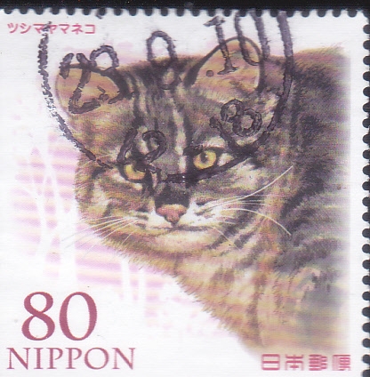 gato