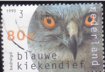 Aguilucho pálido