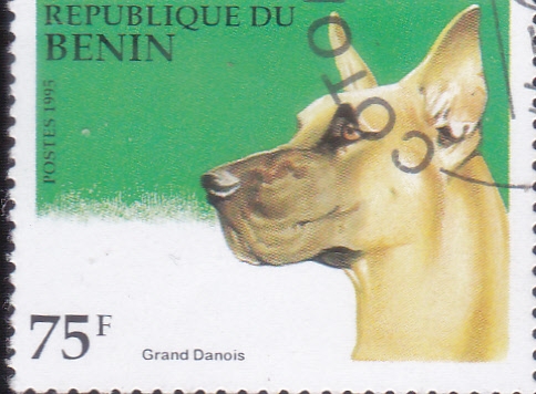 PERRO DE RAZA- GRAN DANES