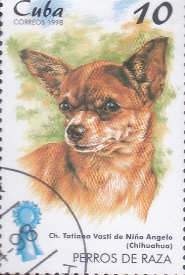 perro de raza-chihuahua