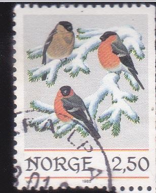 aves-Camachuelo euroasiático