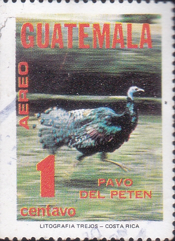 PAVO DEL PETEN