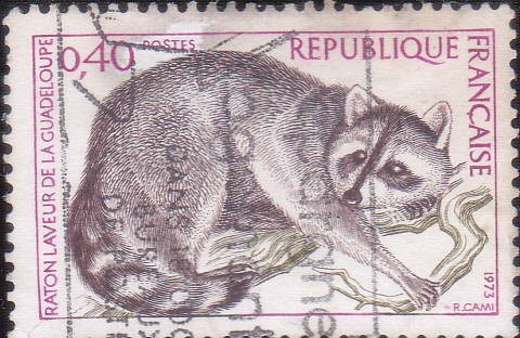 mapache