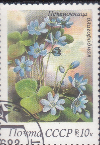 flores
