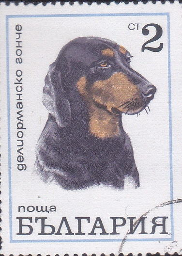 PERRO DE RAZA