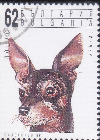 PERRO DE RAZA