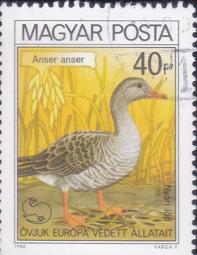 pato