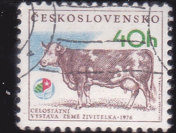 VACA