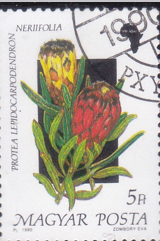 FLORES-