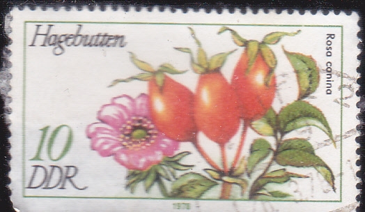 FLORES-
