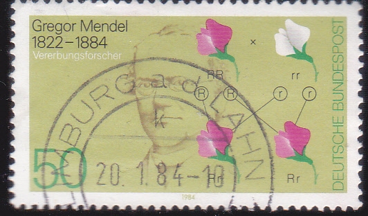 FLORES-