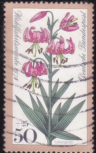 FLORES-