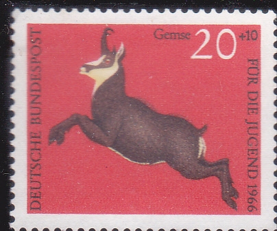 Gamuza alpina (Rupicapra rupicapra)