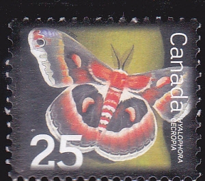 mariposa