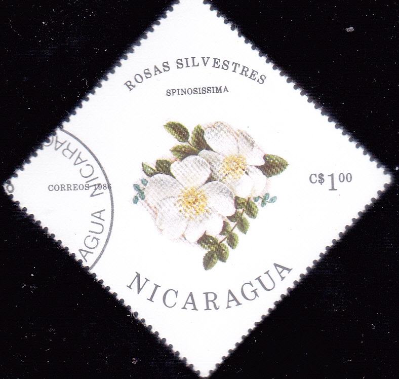 FLORES-ROSAS SILVESTRES
