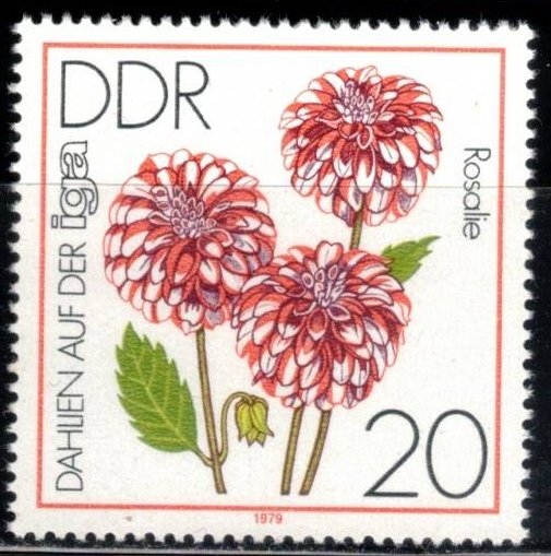 Exposici�n de Dalias en la iga ( Rosalie).