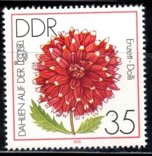 Exposici�n de Dalias en la iga ( Enzett-Dolli).