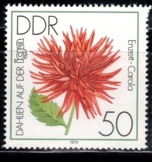 Exposici�n de Dalias en la iga ( Enzett-Carola).