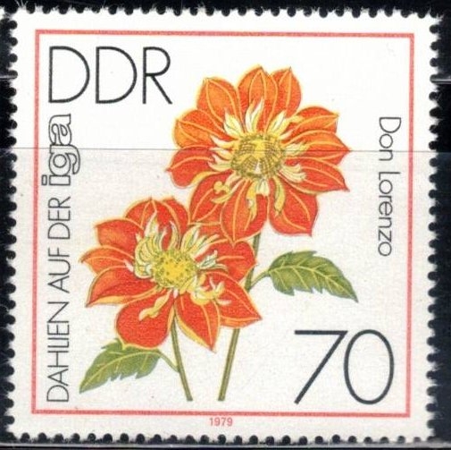 Exposici�n de Dalias en la iga ( Don Lorenzo).