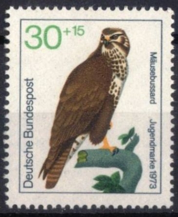 Pro Juventud - Ratonero com�n.